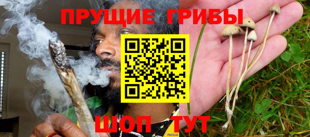 Лянтор  Галлюциногенные грибы Cubensis  Вход с VPN  Псилоцибиновые грибы Cubensis 